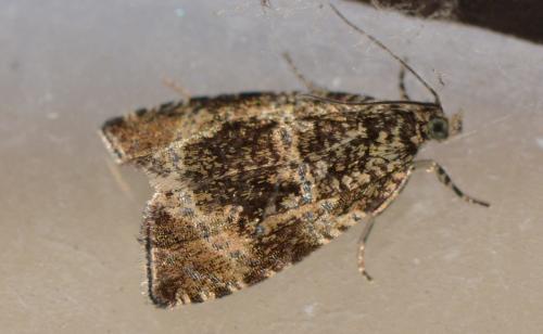 Réf. 304 692 : Celypha lacunana
